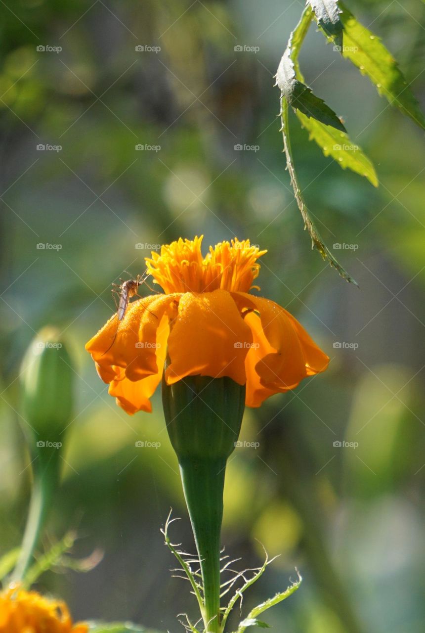 Amazing Earth (marigold flowers)