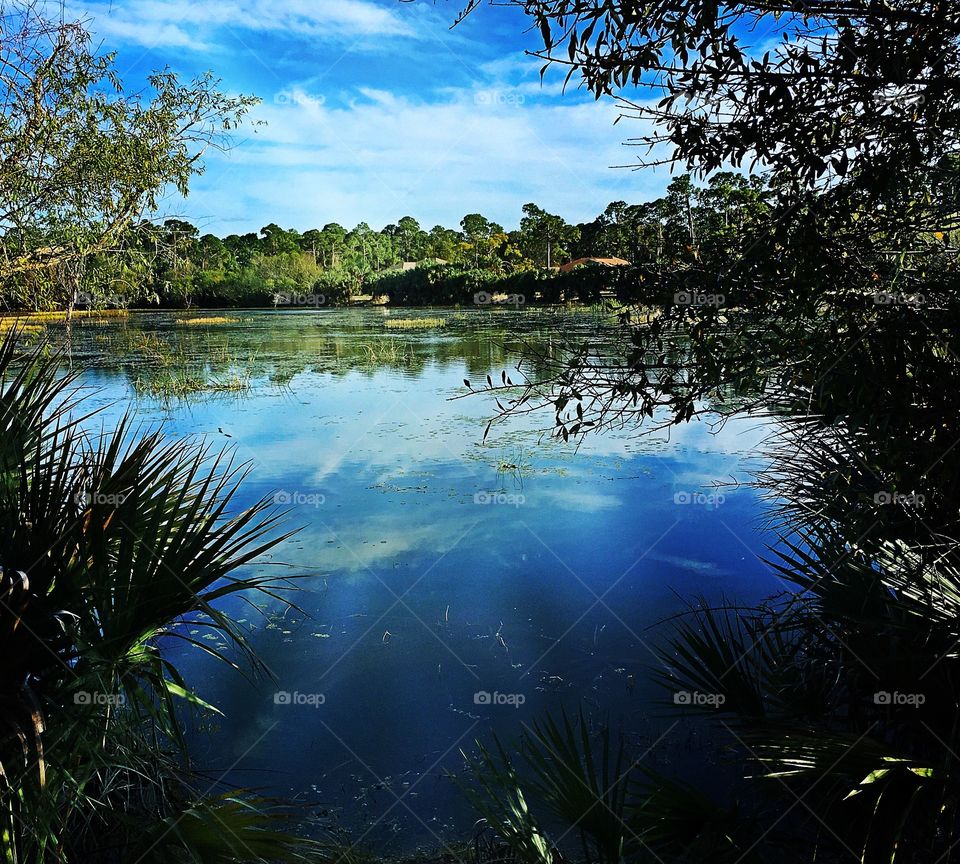 Lakeside view
