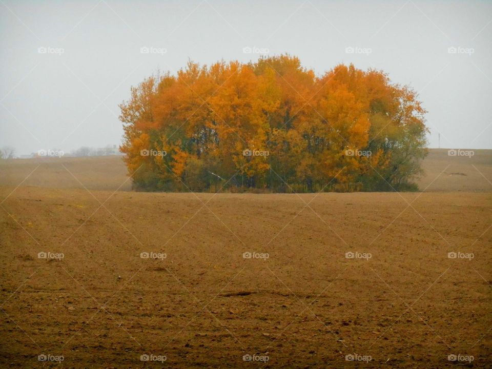 Landscape, Fall, Tree, Sunset, Backlit