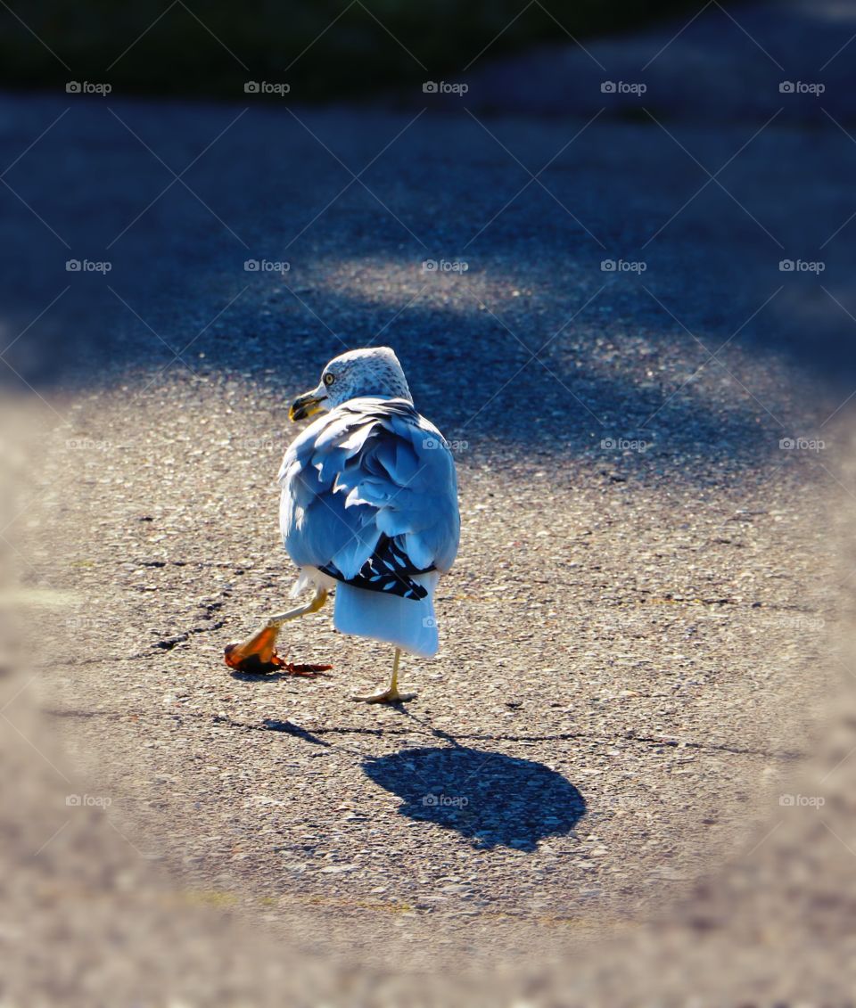 Seagull and its shadow