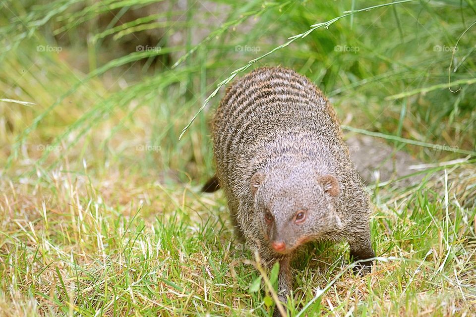 Mongoose