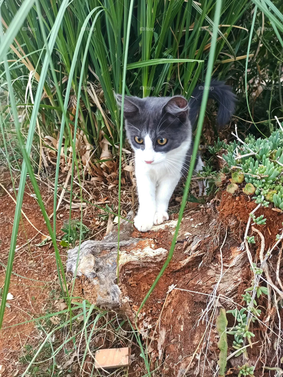 cat