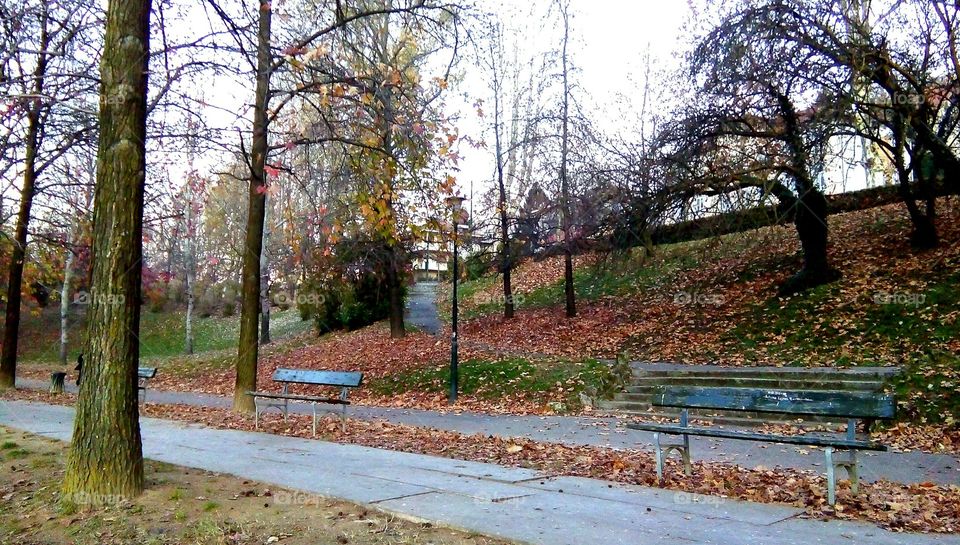 The Park in Autumn Color,  City of Turin, Italy