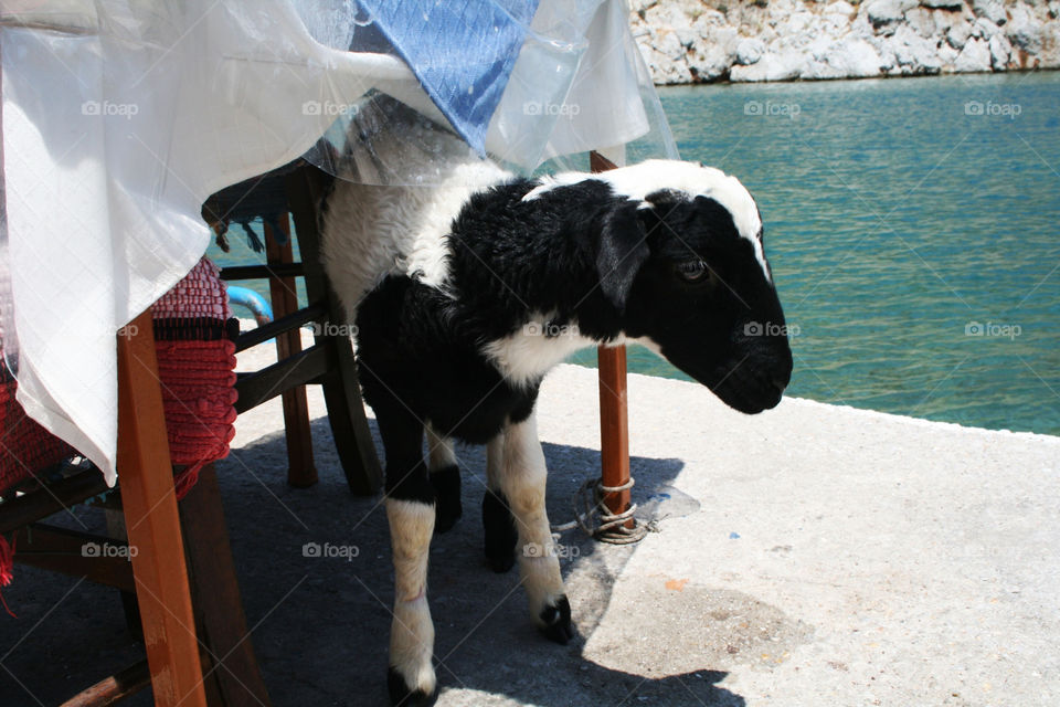 Why do Greek people tie their goat/sheep to a table?