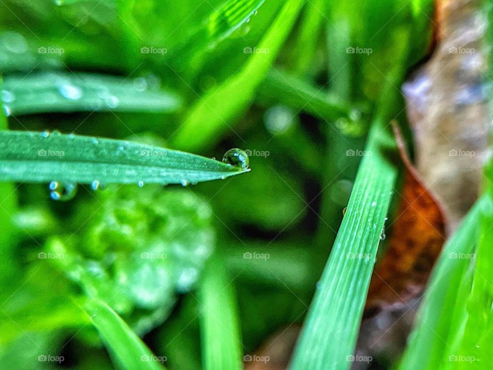 Raindrop in Green world 