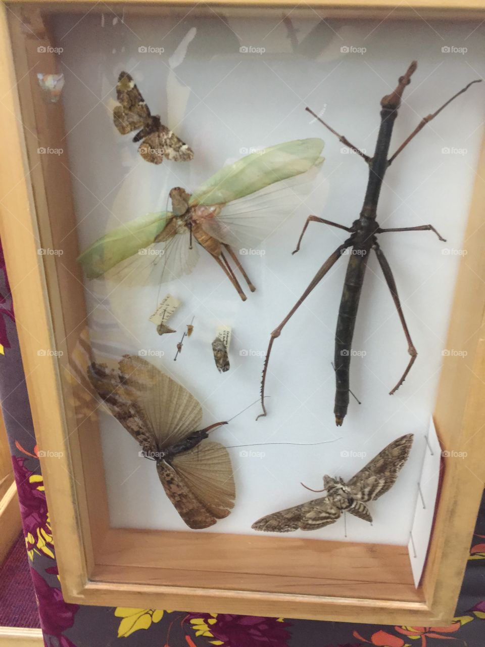 Insects