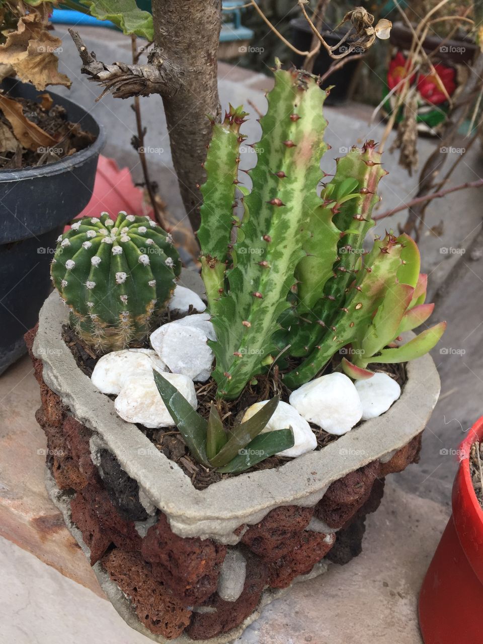 A little cactus 