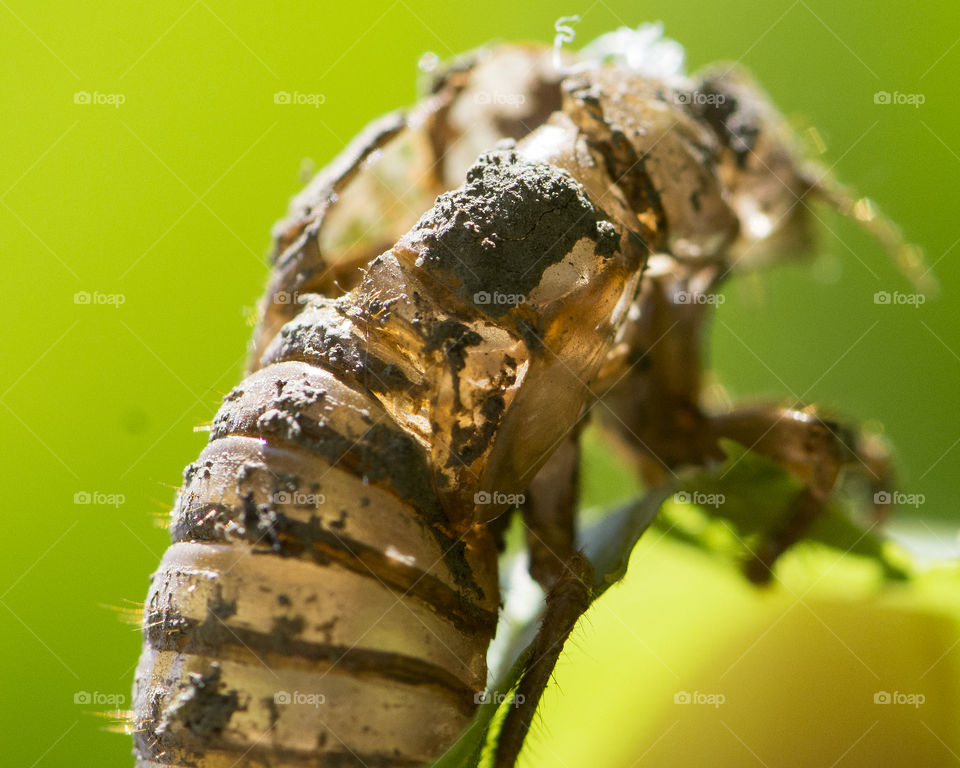 Macro of the shell of a seventeen Year Cicada 