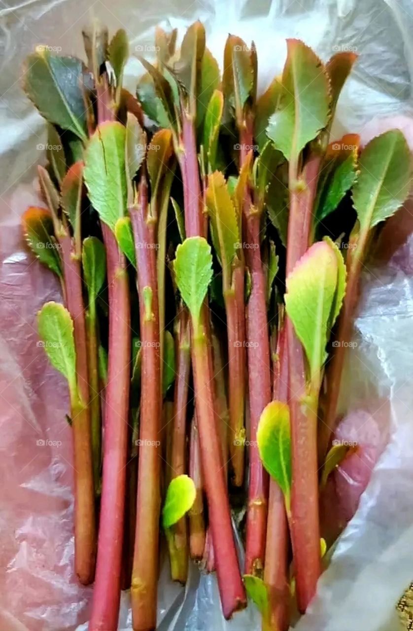 A very beautiful picture, and there is no better picture than it. There is no better picture of green herbs and colorful, red and white roses than it. Glory be to God, the natural and picturesque view, and there is no more