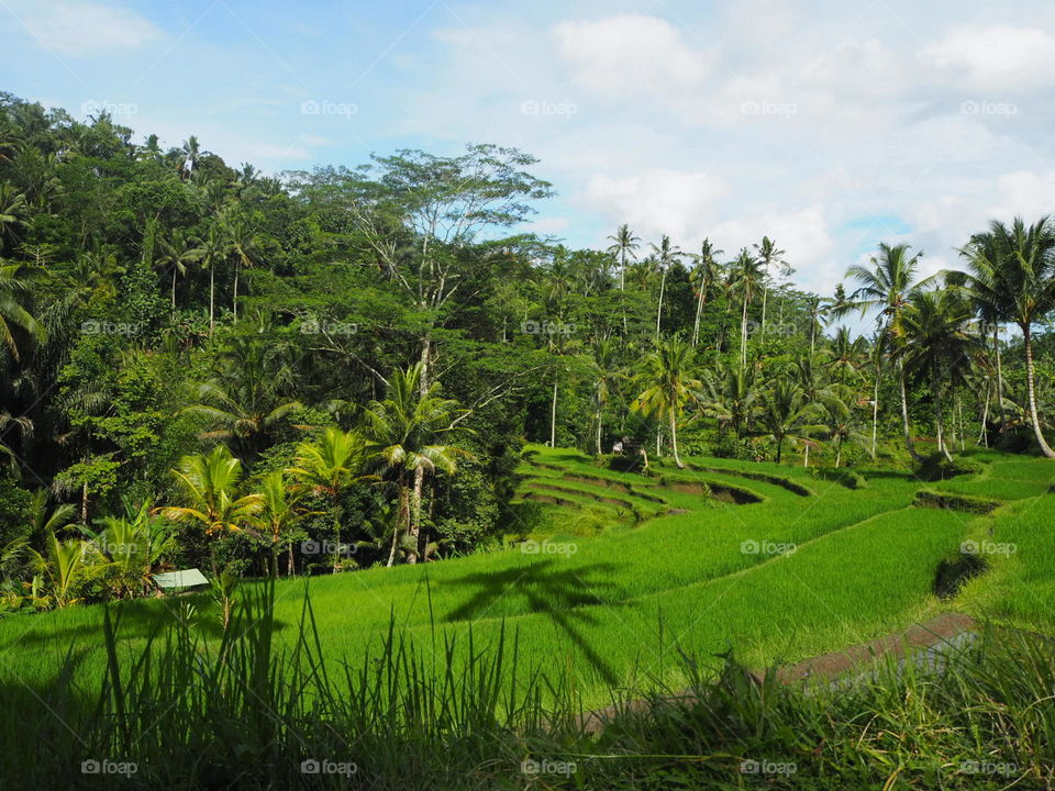 Rice fields (sawah) at the entrance to Gunung Kawi Temple, Bali, Indonesia