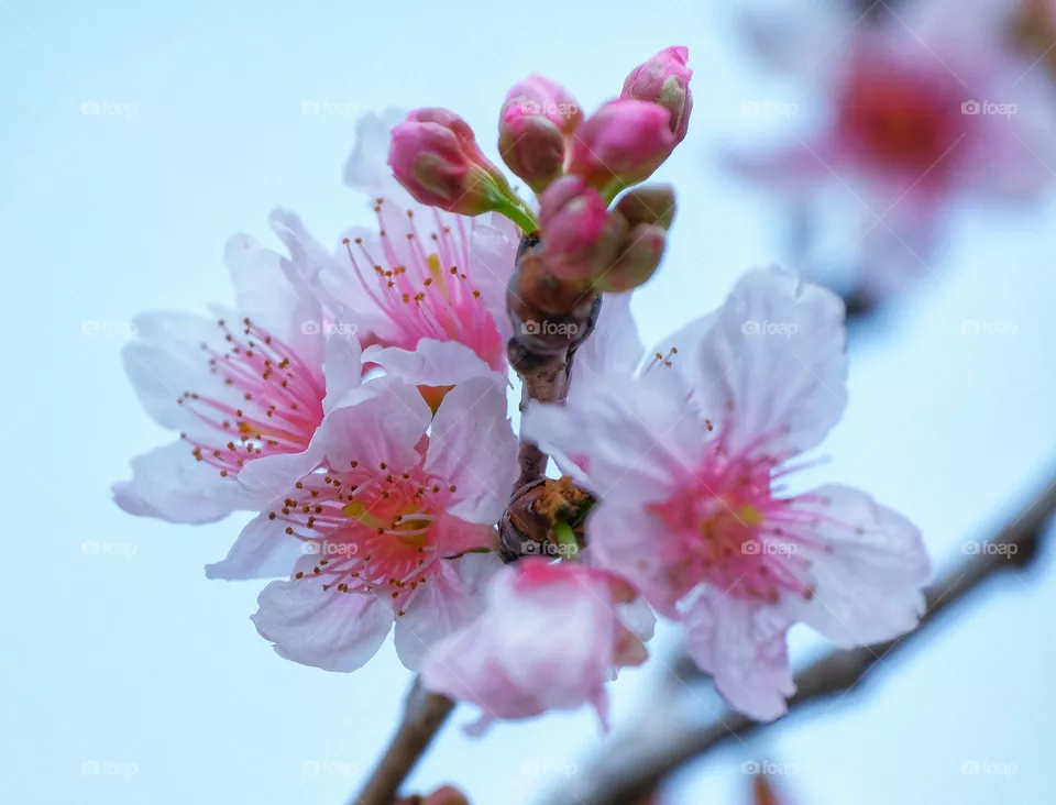 pink flowers