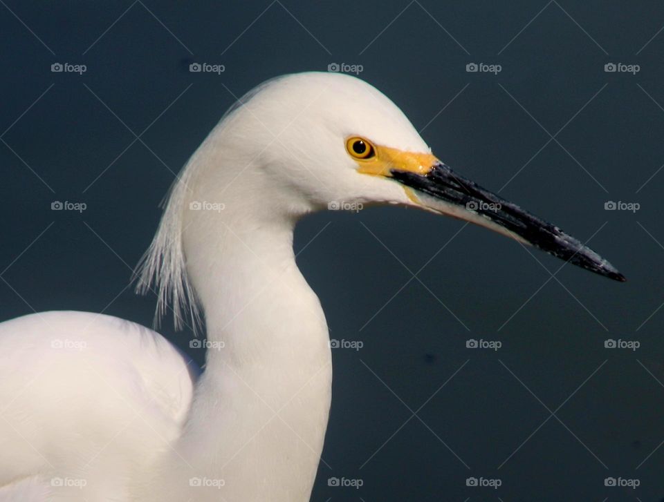 Closeup Snowy Egret