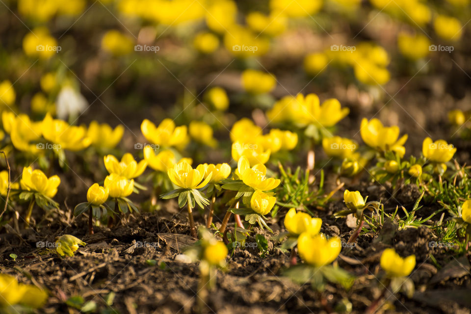 Nature, Flora, Flower, Garden, Leaf