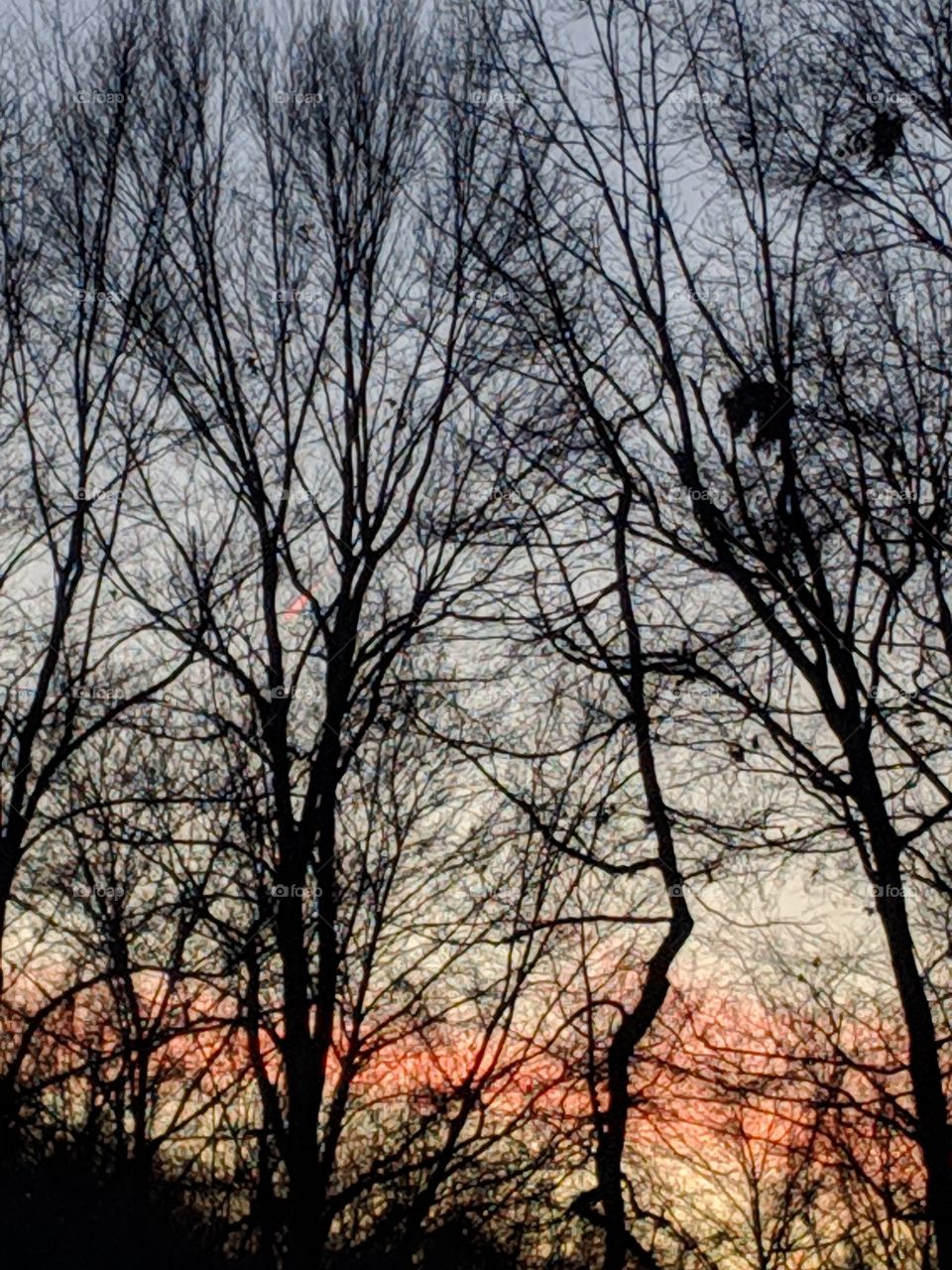 Winter trees at dusk. Cold sky chilly.