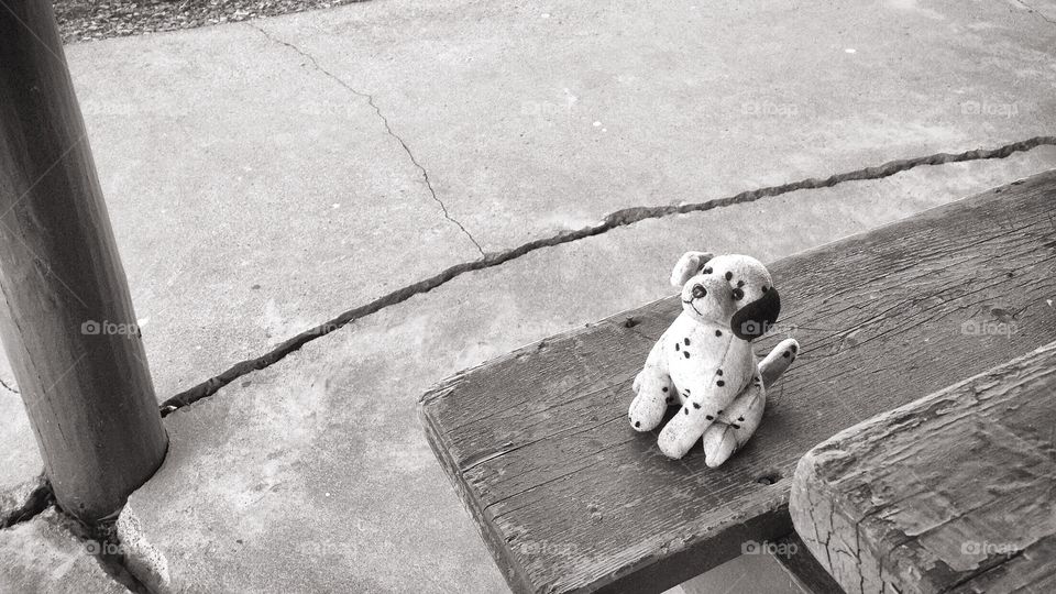 Lost Dalmatian Puppy Plushie Sitting on a Park Bench in Black and White