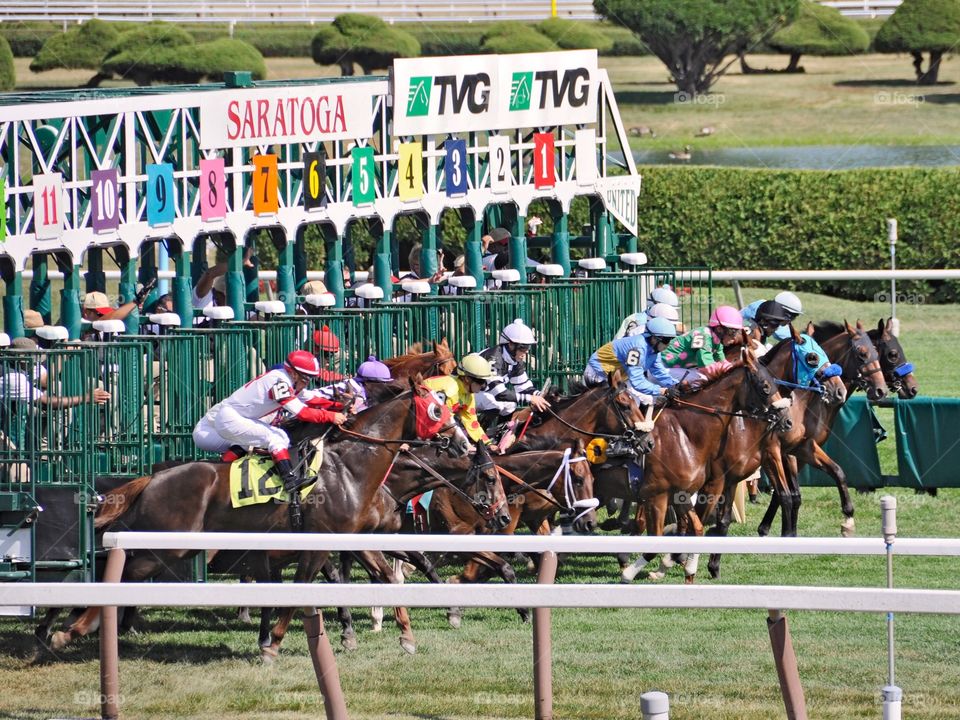 And they're off at Saratoga!.  Traditional first race on opening day at Saratoga 150. Horses breaking from the starting gate . 
Zazzle.com/fleetphot