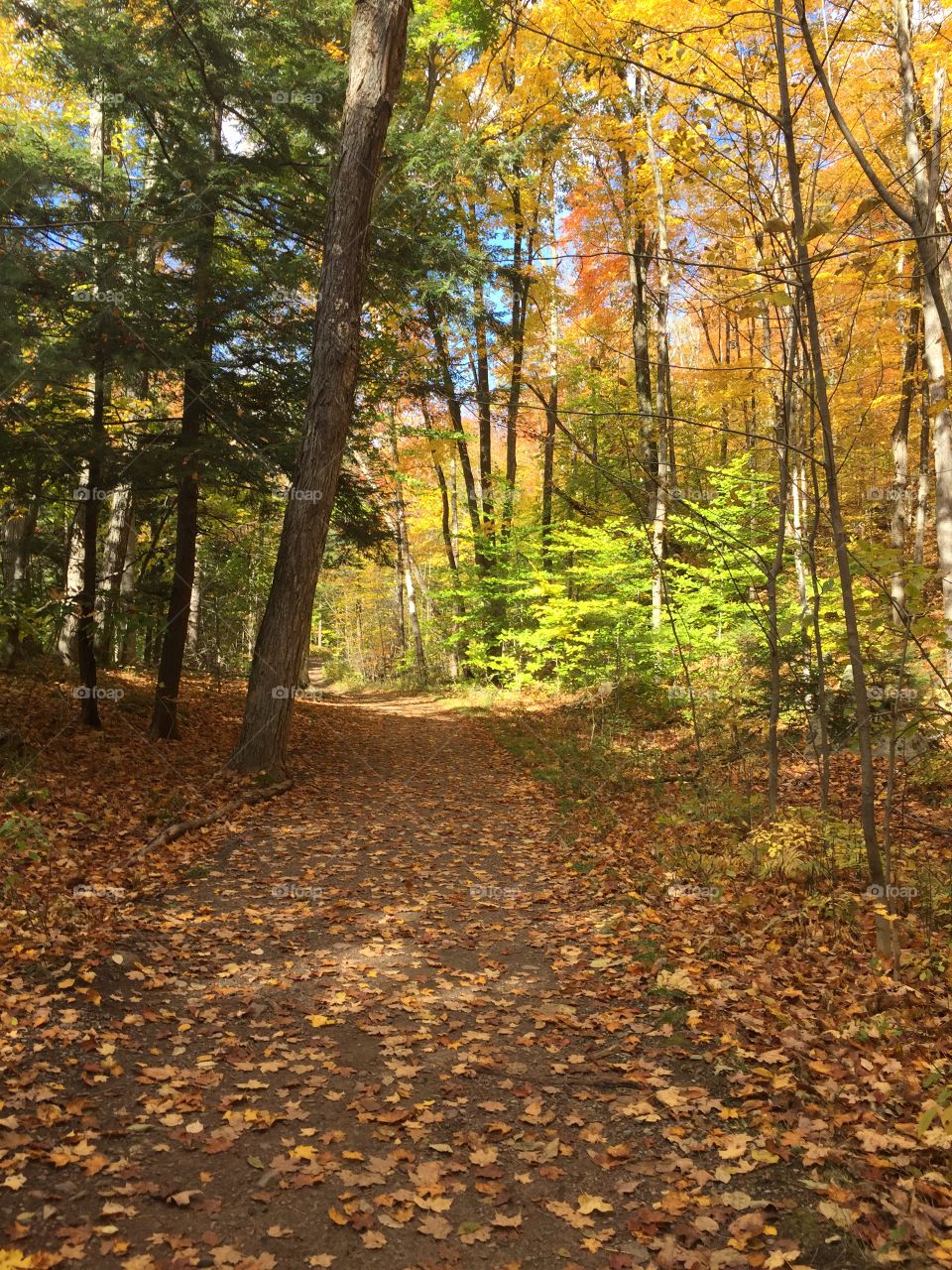 Walking through the Forrest 
