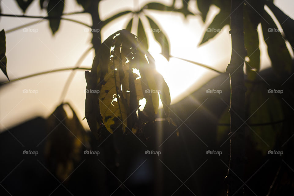 Leaves and trees in silhouette with sun rays penetrating through it showing part of the yellow leaves