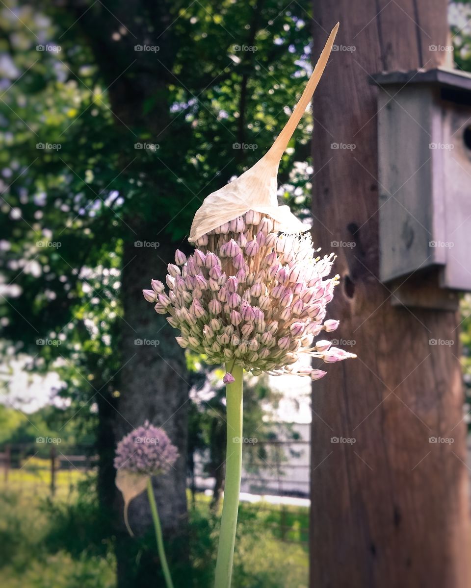 Wild Garlic flower with cap growing in our yard by the blue bird  box