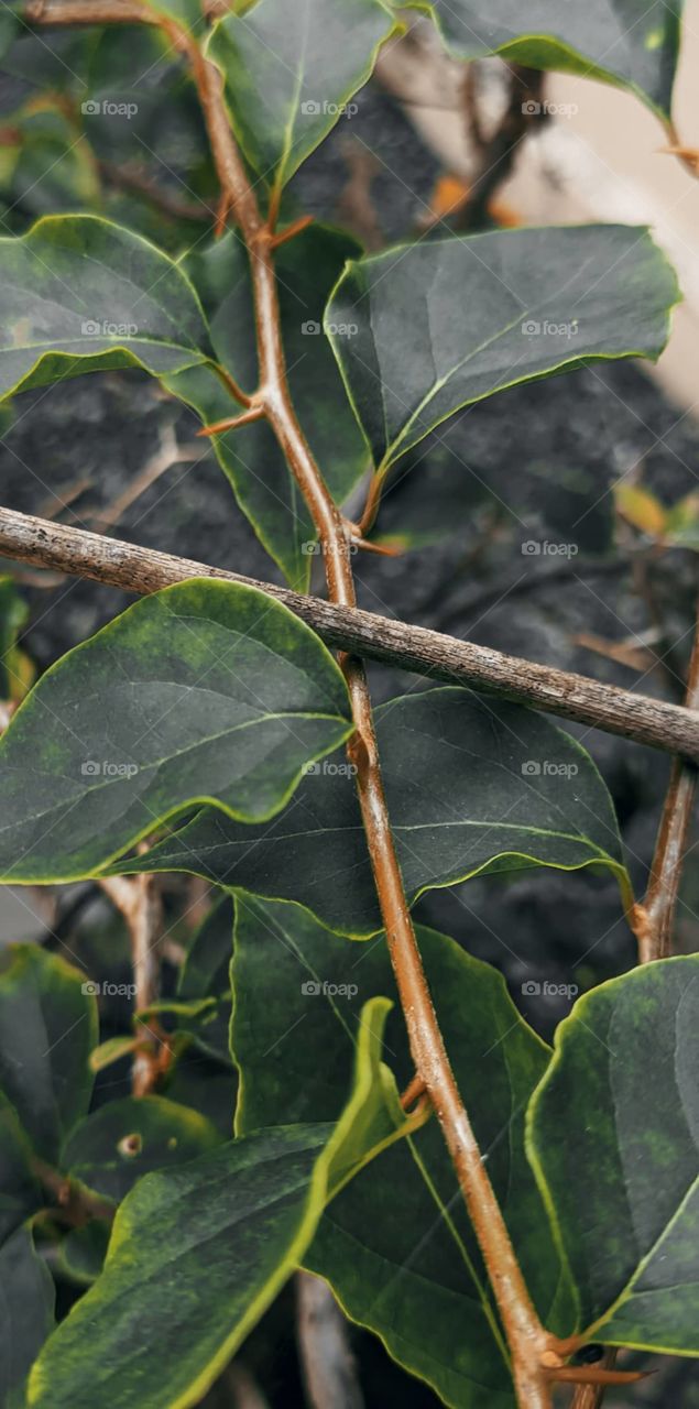 it gorgeous colour of a leaves that dark shaded green and slide of light green