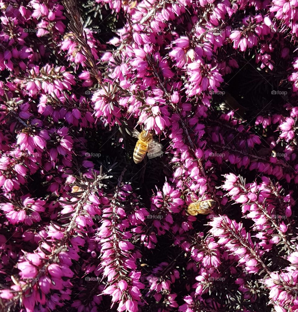 Pink flowers with flying bees in spring