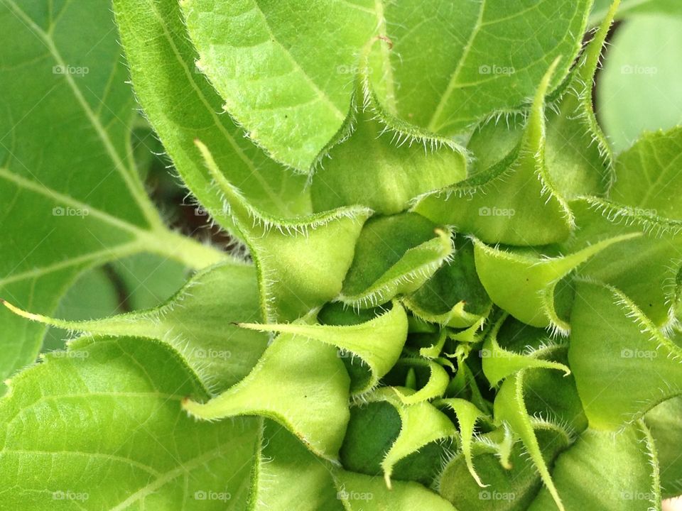 Sunflower bud