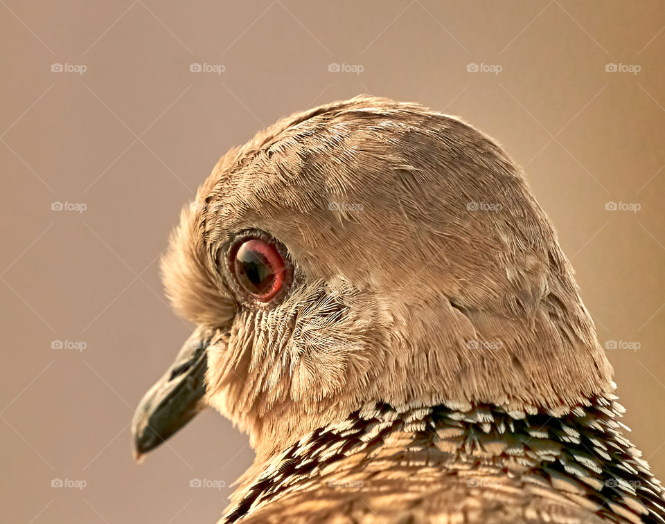 Bird photography - spotted dove eye