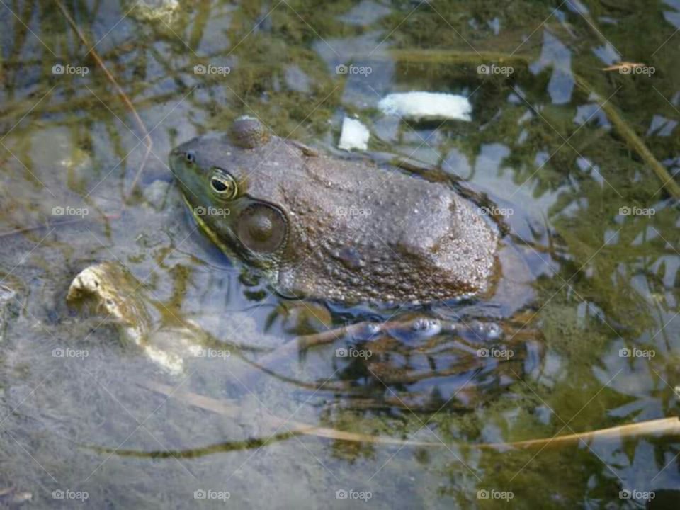 Bullfrog