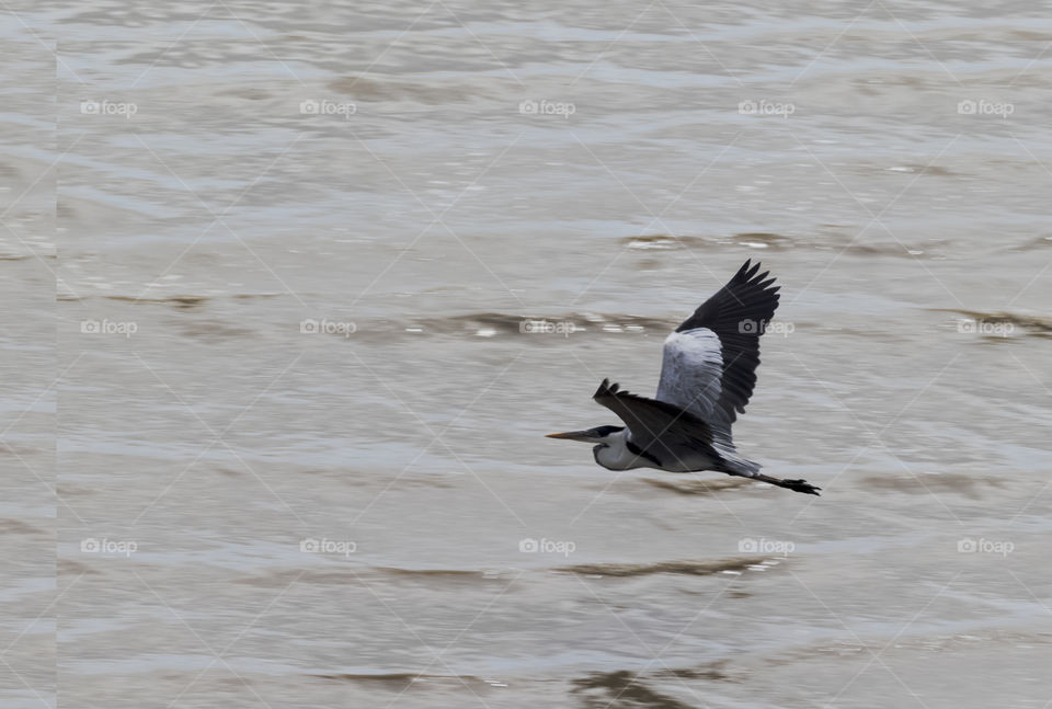 Heron flying low, close to the sea