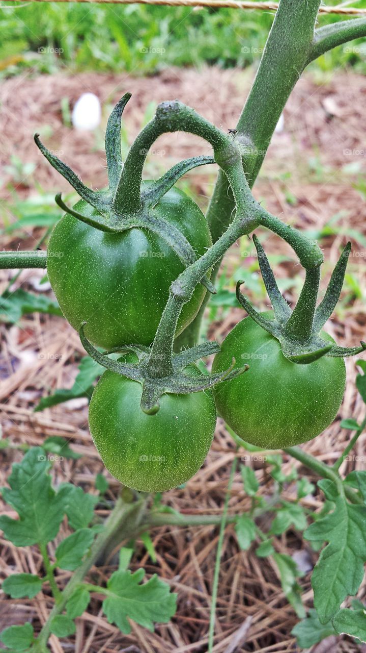 Green Tomatoes. Vegetable garden