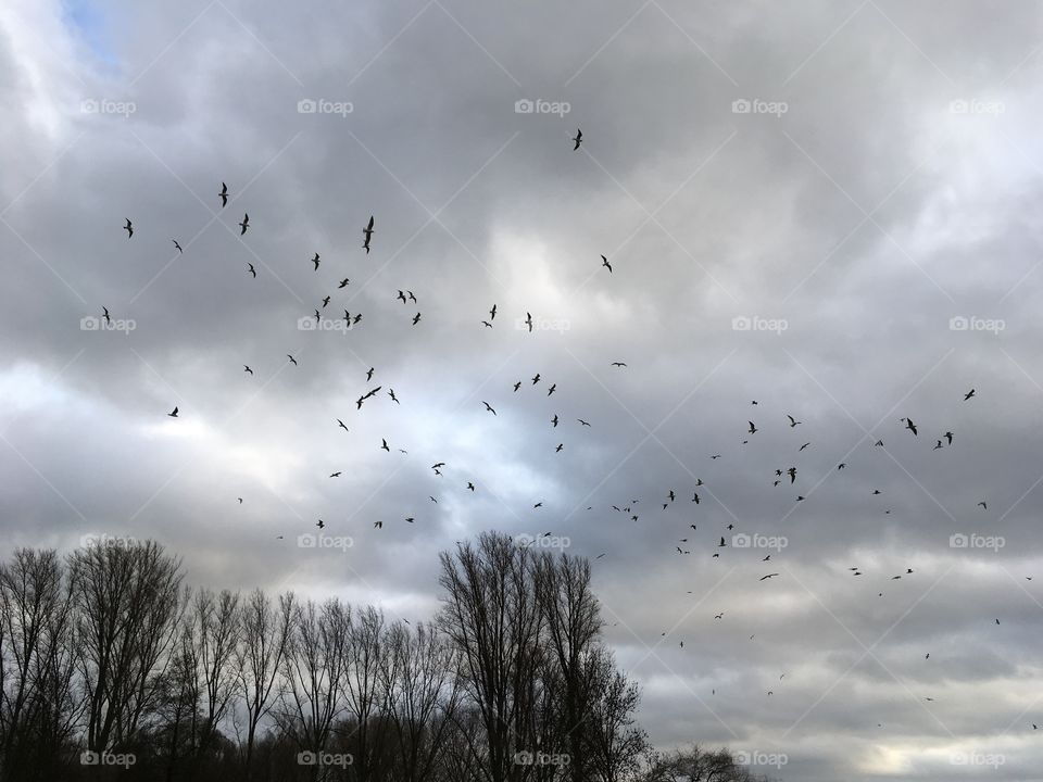 Birds infront of a beautiful sky
