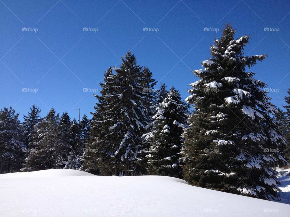 Winter pines. Snow capped evergreens