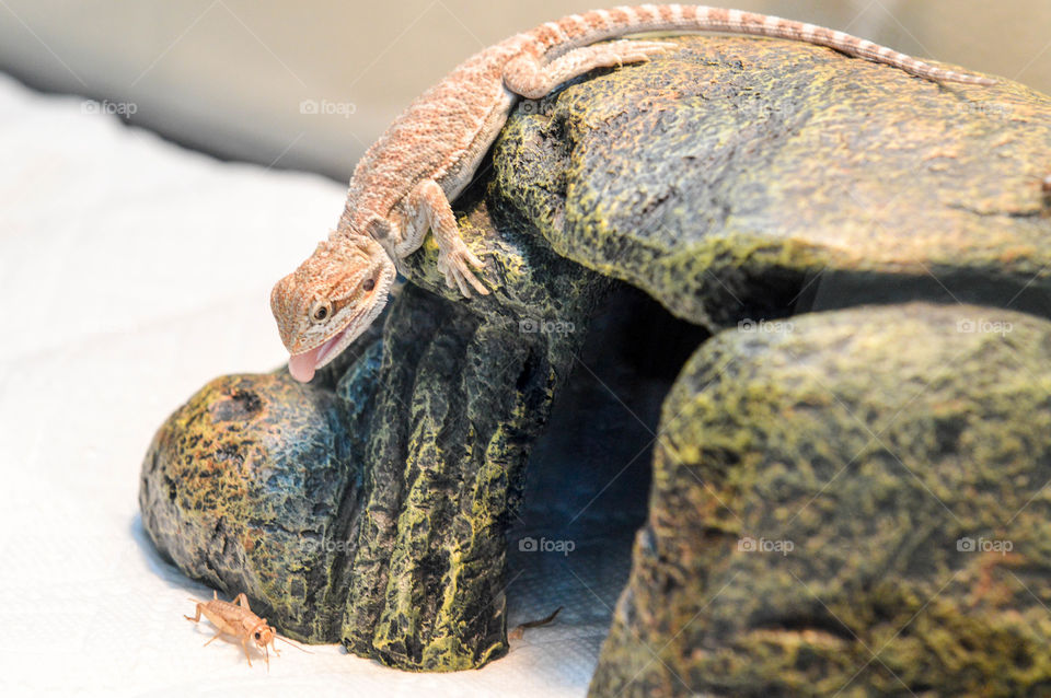 Fancy bearded dragon lizard on a rock with it's tongue sticking out and ready to eat a cricket