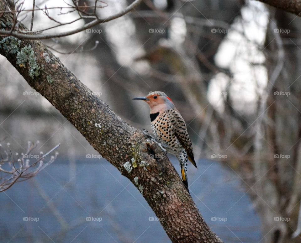 northern flicker