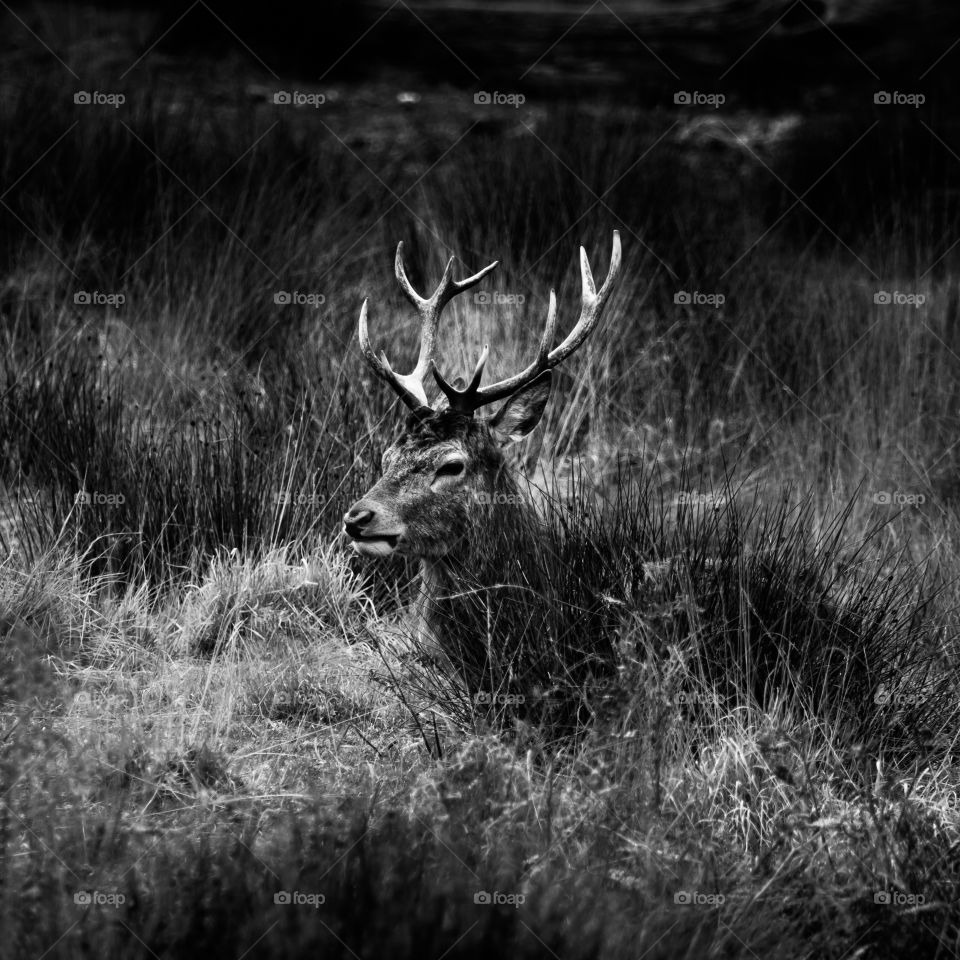 A beautiful deer in the park. Richmond park in London. Sweet animal portrait.