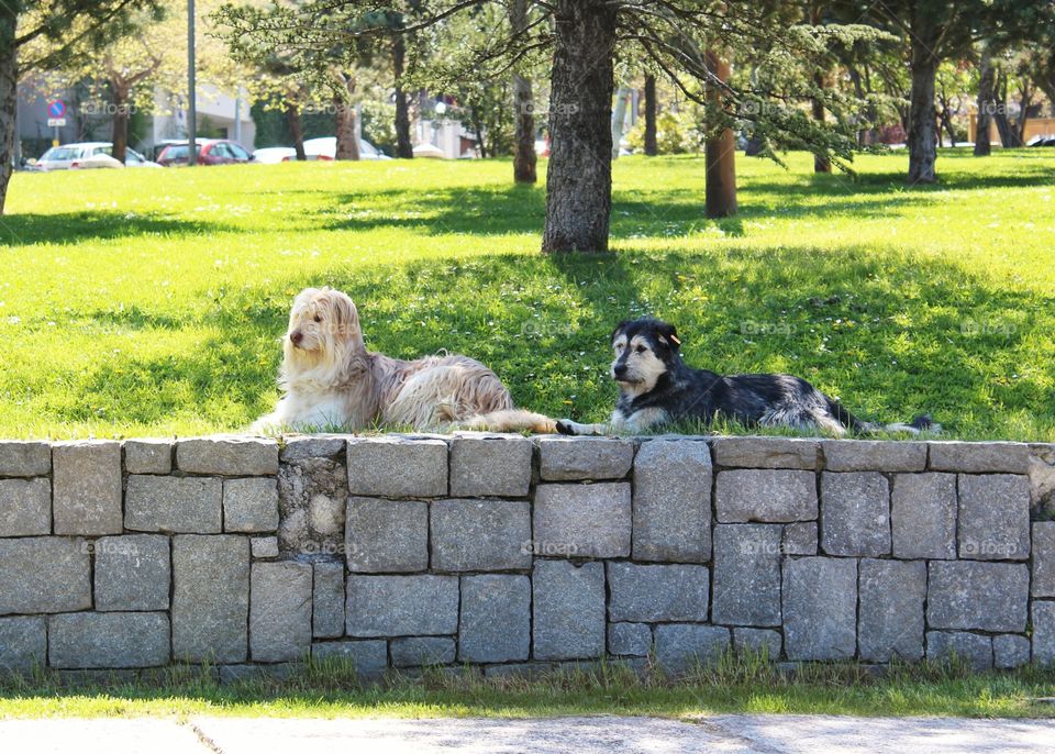 dogs in the park