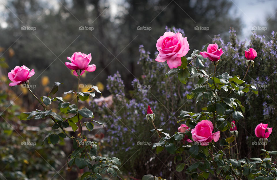 pink roses bush and blooming rosemary in background