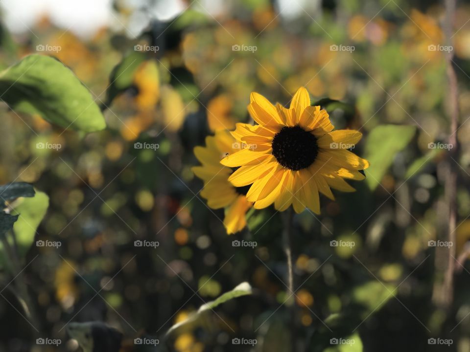Sunflower field