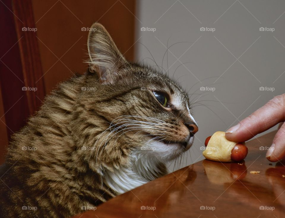 Cat going for food