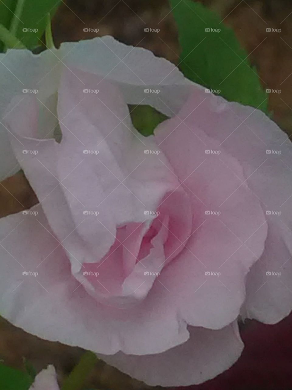 This pink flower is surrounded by flowers trying to hide beauty inside it.