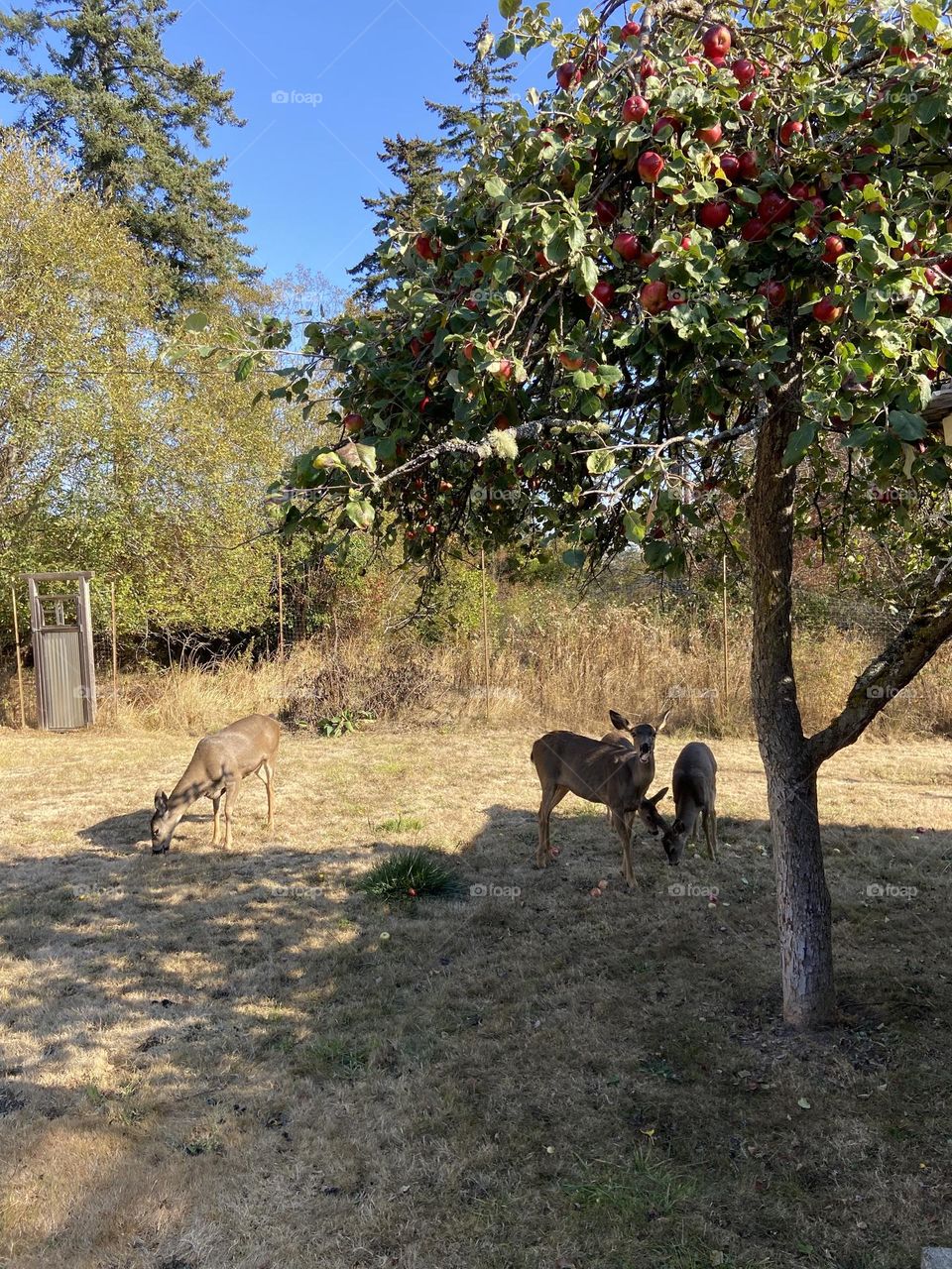 Autumn apple harvest feed the deer