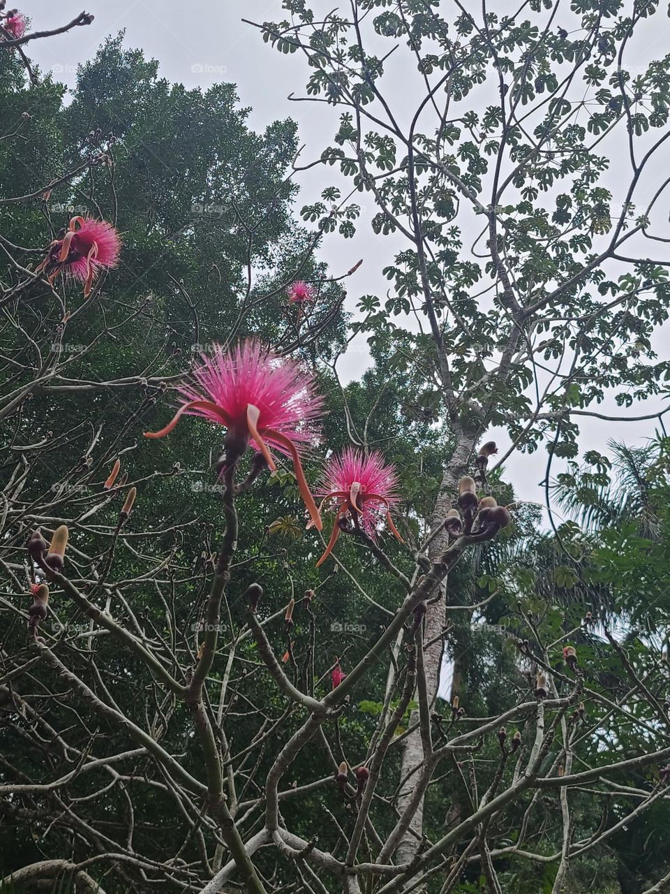Pink jungle tree plant