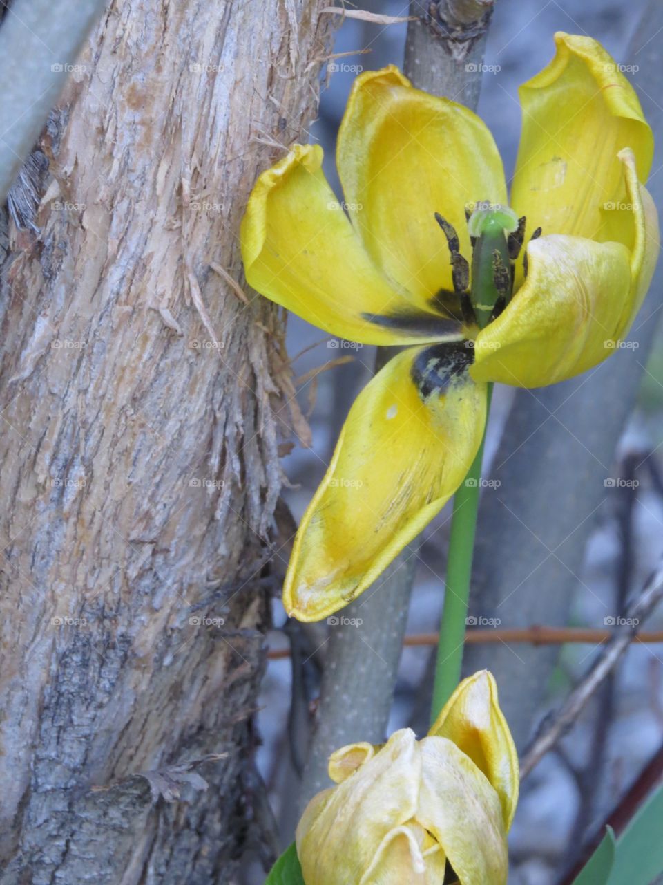 A beautiful yellow lily flower