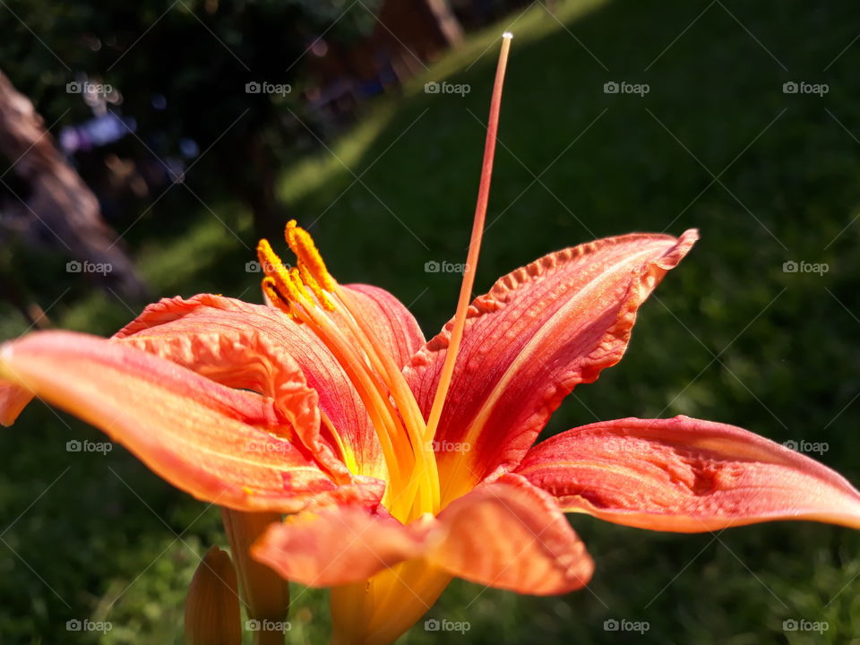 Orange flower of late summer