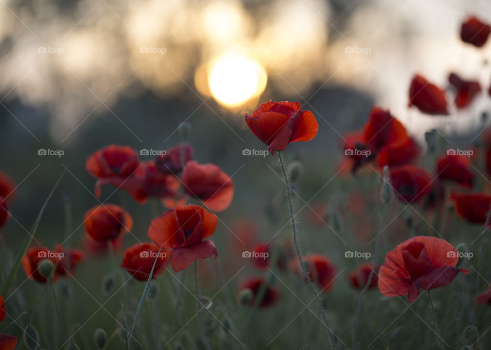 Poppy, Flower, Nature, Flora, Summer