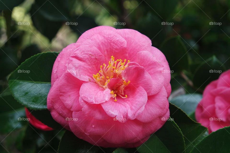 Bright pink flower standing out amongst the rainy green leaves