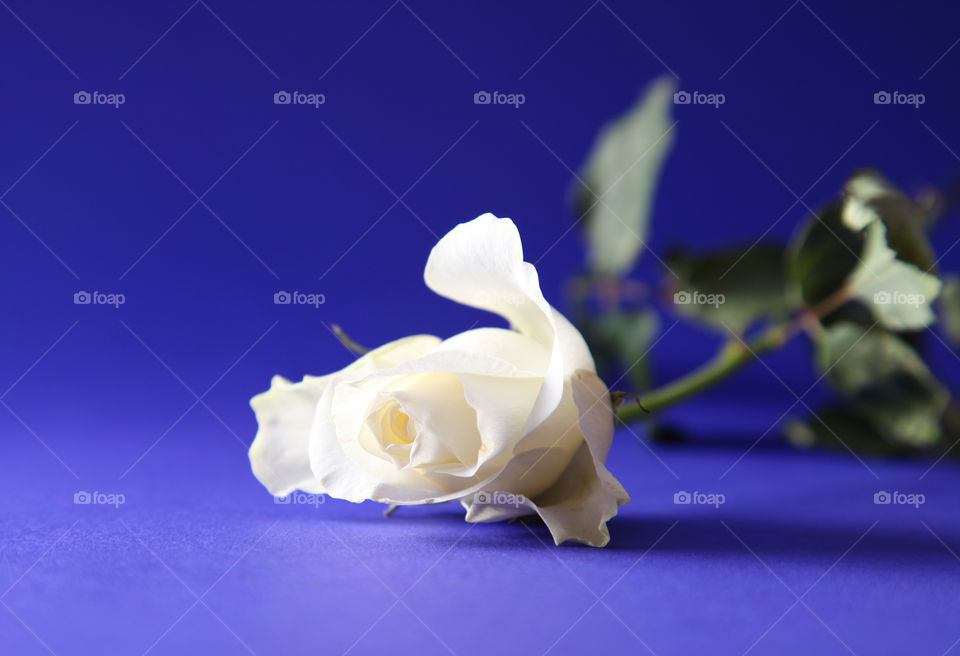 White rose. 