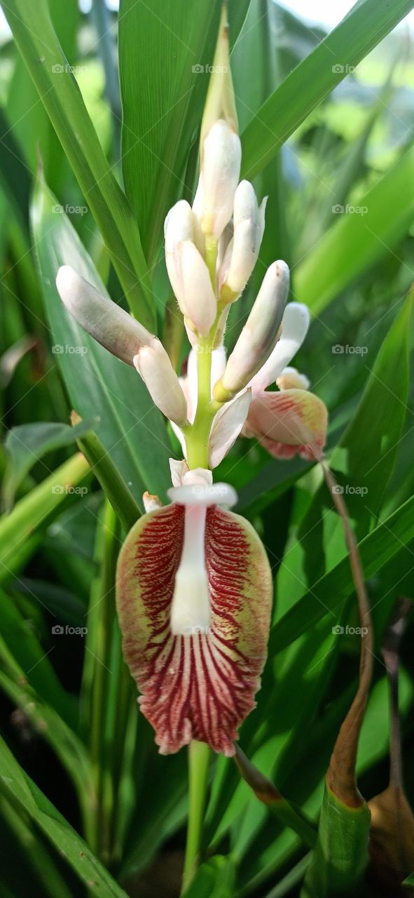 Beautiful cardamom flowers