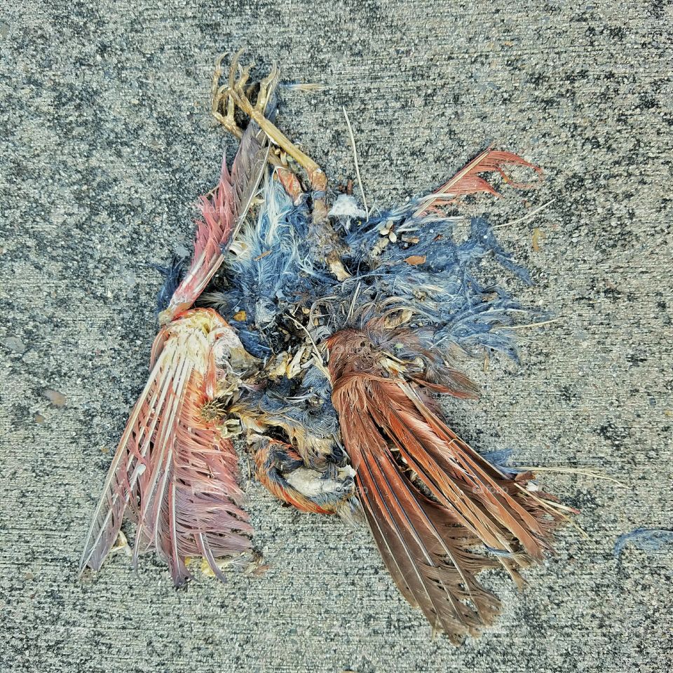 Decaying bird on the sidewalk