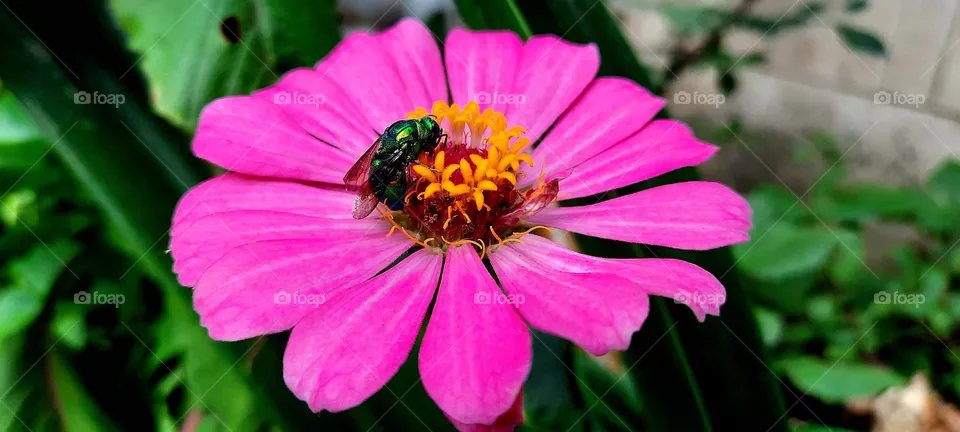 Green and pink